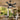 Kviflon A5013 wet-rated ceiling fan with light installed in a covered patio